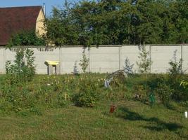 in crescita estate raccogliere nel il giardino foto