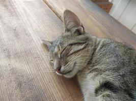 il gatto bugie pacificamente su un' caldo estate giorno foto