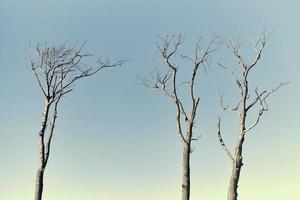 bellissimo spoglio rami di morto alberi contro luminosa blu cielo sfondo, vicino su foto