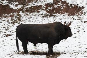 un' grande nero Toro nel il neve formazione per combattimento nel il arena. corrida concetto. selettivo messa a fuoco foto