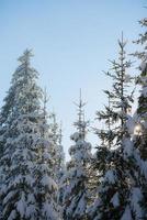 pino albero foresta sfondo coperto con fresco neve foto