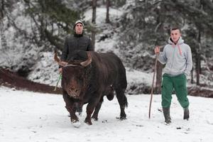combattente Toro sussurra, un' uomo chi formazione un' Toro su un' nevoso inverno giorno nel un' foresta prato e preparazione lui per un' combattimento nel il arena. corrida concetto. foto