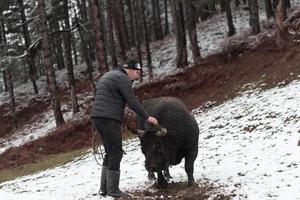 combattente Toro sussurra, un' uomo chi formazione un' Toro su un' nevoso inverno giorno nel un' foresta prato e preparazione lui per un' combattimento nel il arena. corrida concetto. foto