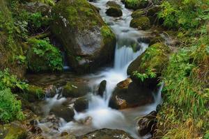 torrente nella foresta foto