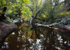 autunno torrente con riflessi nel il acqua foto