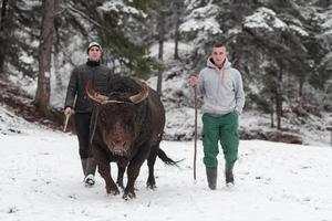 combattente Toro sussurra, un' uomo chi formazione un' Toro su un' nevoso inverno giorno nel un' foresta prato e preparazione lui per un' combattimento nel il arena. corrida concetto. foto