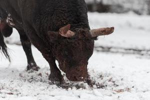 un' grande nero Toro nel il neve formazione per combattimento nel il arena. corrida concetto. selettivo messa a fuoco foto