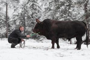 combattente Toro sussurra, un' uomo chi formazione un' Toro su un' nevoso inverno giorno nel un' foresta prato e preparazione lui per un' combattimento nel il arena. corrida concetto. foto