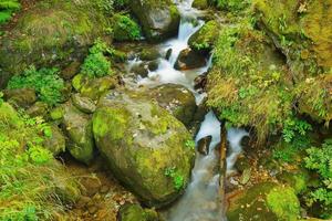 torrente nella foresta foto