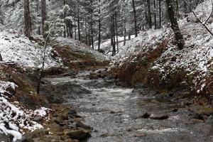 acqua ruscello nel il inverno foresta. alberi e riva coperto nel neve foto