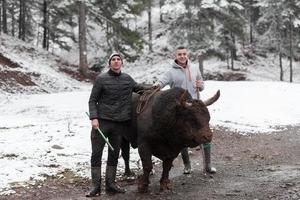 combattente Toro sussurra, un' uomo chi formazione un' Toro su un' nevoso inverno giorno nel un' foresta prato e preparazione lui per un' combattimento nel il arena. corrida concetto. foto