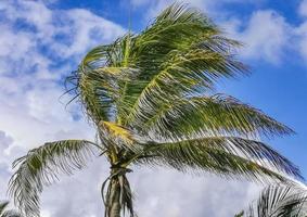 palme tropicali noci di cocco cielo blu a tulum messico. foto