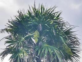 palme tropicali noci di cocco cielo blu a tulum messico. foto