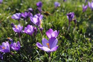 primavera è In arrivo - croco nel pieno fioritura foto