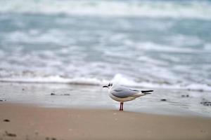 gabbiano dalla testa nera in spiaggia, mare e sabbia sullo sfondo foto