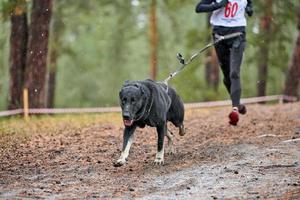 corsa di canicross di cani da pastore foto