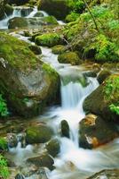 torrente nella foresta foto