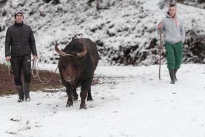 combattente Toro sussurra, un' uomo chi formazione un' Toro su un' nevoso inverno giorno nel un' foresta prato e preparazione lui per un' combattimento nel il arena. corrida concetto. foto