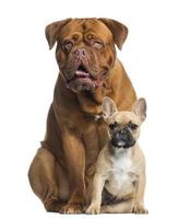 dogue de bordeaux ansimante e cucciolo di bulldog francese seduto foto