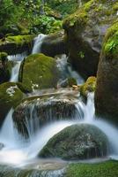 torrente nella foresta foto