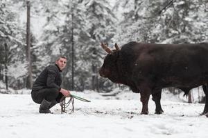 combattente Toro sussurra, un' uomo chi formazione un' Toro su un' nevoso inverno giorno nel un' foresta prato e preparazione lui per un' combattimento nel il arena. corrida concetto. foto