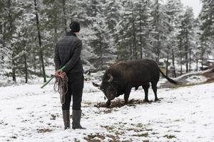 combattente Toro sussurra, un' uomo chi formazione un' Toro su un' nevoso inverno giorno nel un' foresta prato e preparazione lui per un' combattimento nel il arena. corrida concetto. foto