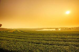 tè piantagione paesaggio a Alba foto