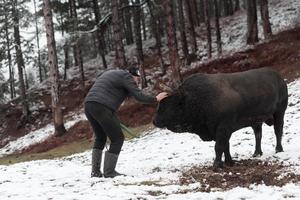 combattente Toro sussurra, un' uomo chi formazione un' Toro su un' nevoso inverno giorno nel un' foresta prato e preparazione lui per un' combattimento nel il arena. corrida concetto. foto