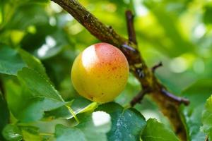 albicocca prunus armeniaca nel il vecchio terra Il prossimo per amburgo foto