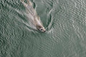 selvaggio grigio foche aliciero gripus su il Tedesco nord mare costa foto