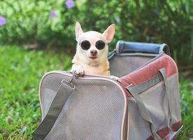 Marrone chihuahua cane indossare occhiali da sole nel rosa tessuto viaggiatore animale domestico vettore Borsa su verde erba nel il giardino, guardare a telecamera, pronto per viaggio. sicuro viaggio con animali. foto