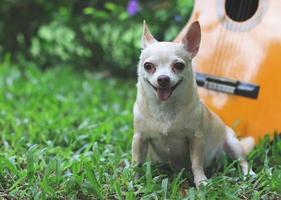 contento Marrone corto capelli chihuahua cane seduta su verde erba con acustico chitarra nel il giardino, sorridente con il suo lingua su foto