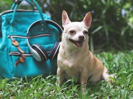 carino Marrone corto capelli chihuahua cane seduta su verde erba nel il giardino con viaggio Accessori, zaino e cuffia. in viaggio con animale concetto. foto