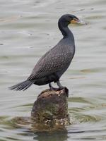 un' doppia cresta cormorano, falacrocorace aurito, con suo sottilmente fantasia Ali e sorprendente arancia viso e verde blu occhi, sondaggi Galveston baia, Texas a partire dal un' roccia nel il acqua. foto