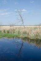 un' spoglio albero riflessa nel un' stagno su un presto primavera giorno nel Brazos piegare stato parco. foto