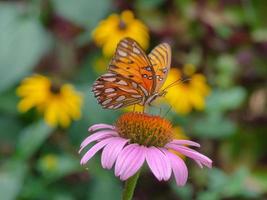 un' golfo fritillary farfalla alimentazione su un echinacea purpurea fiore. foto