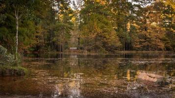 un' panchina di il stagno su un autunno mattina nel est Texas. foto