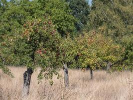 un Mela frutteto nel autunno. foto