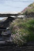 delle Orcadi roccioso litorale tratteggiata con rosa mare parsimonia. foto