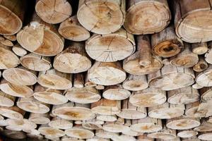 tronchi di legno per l'industria foto