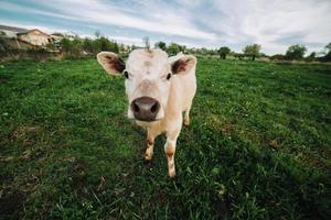 giovane mucca guardare direttamente a il telecamera foto