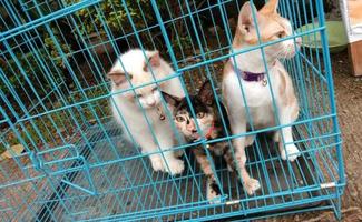 avvicinamento foto di un' bellissimo gatto su gabbia