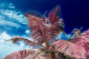 magico fantasia infrarosso scatti di palma alberi su il Seychelles isole foto