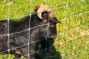 un' carino agnello su un' sfondo di verde erba nel un' zoo nel il città di nitra nel slovacchia. foto