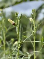 ladyfinger pianta con fiore foto