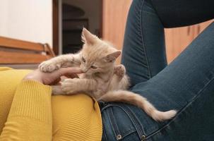 piccolo leggero Marrone gattino giocando su il corpo di sua proprietario vestito nel un' giallo giacca pungente sua mano foto