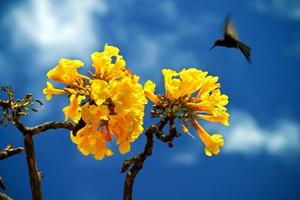 colibrì vola vicino a un iar amarelo giallo