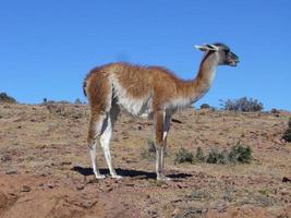 guanaco lama guanico nel il selvaggio nel patagonia foto