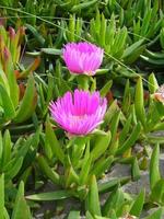 bellissimo rosa fiori su il spiaggia foto