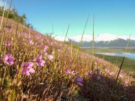 bellissimo rosa fiori nel patagonia montagne foto